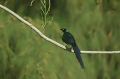 Long-Tailed Glossy Starling